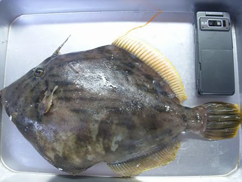 丹後の久美浜湾で 巨大魚を釣る 通常サイズの何倍 浜の路 臨江庵 英語
